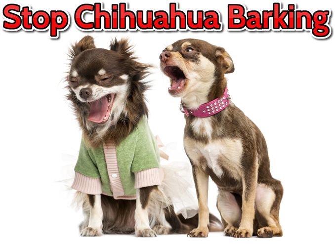 Stop Chihuahua from Barking