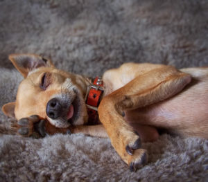 Chihuahua dreaming barking
