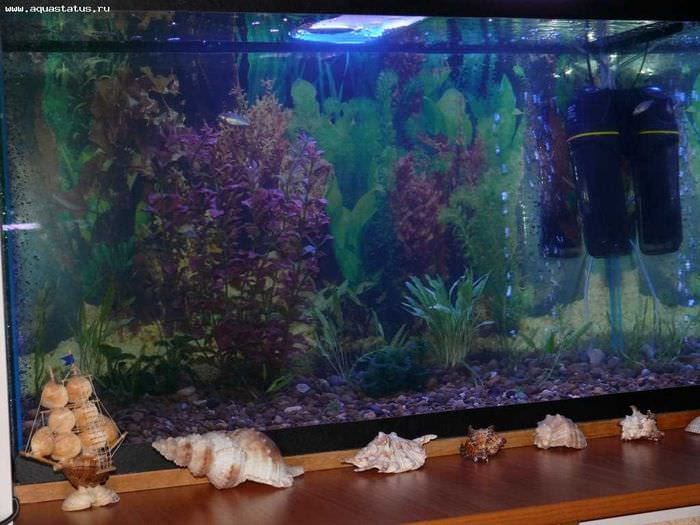 вариант красивого декорирования домашнего аквариума