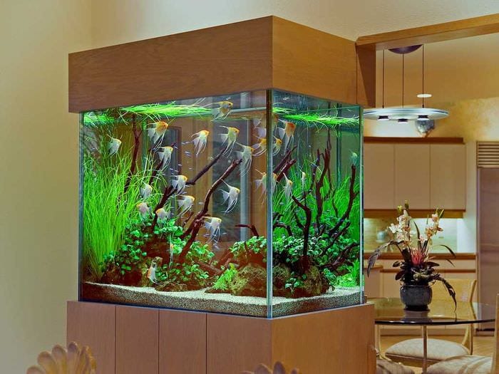 идея красивого декорирования домашнего аквариума