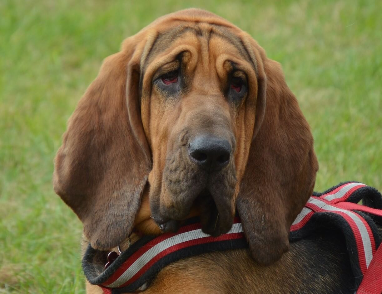 Bloodhounds prone to dog ear problems.