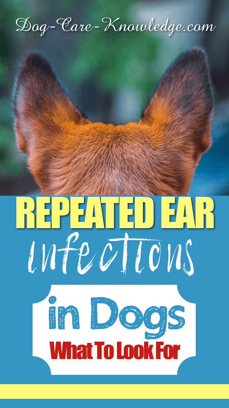 Repeated Ear Infections in Dogs