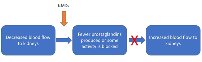 Blood flow to the kidneys is decreased - NSAIDs cause fewer prostaglandins to be produced or block some activity of prostaglandins - Blood flow to the kidneys does NOT increase.
