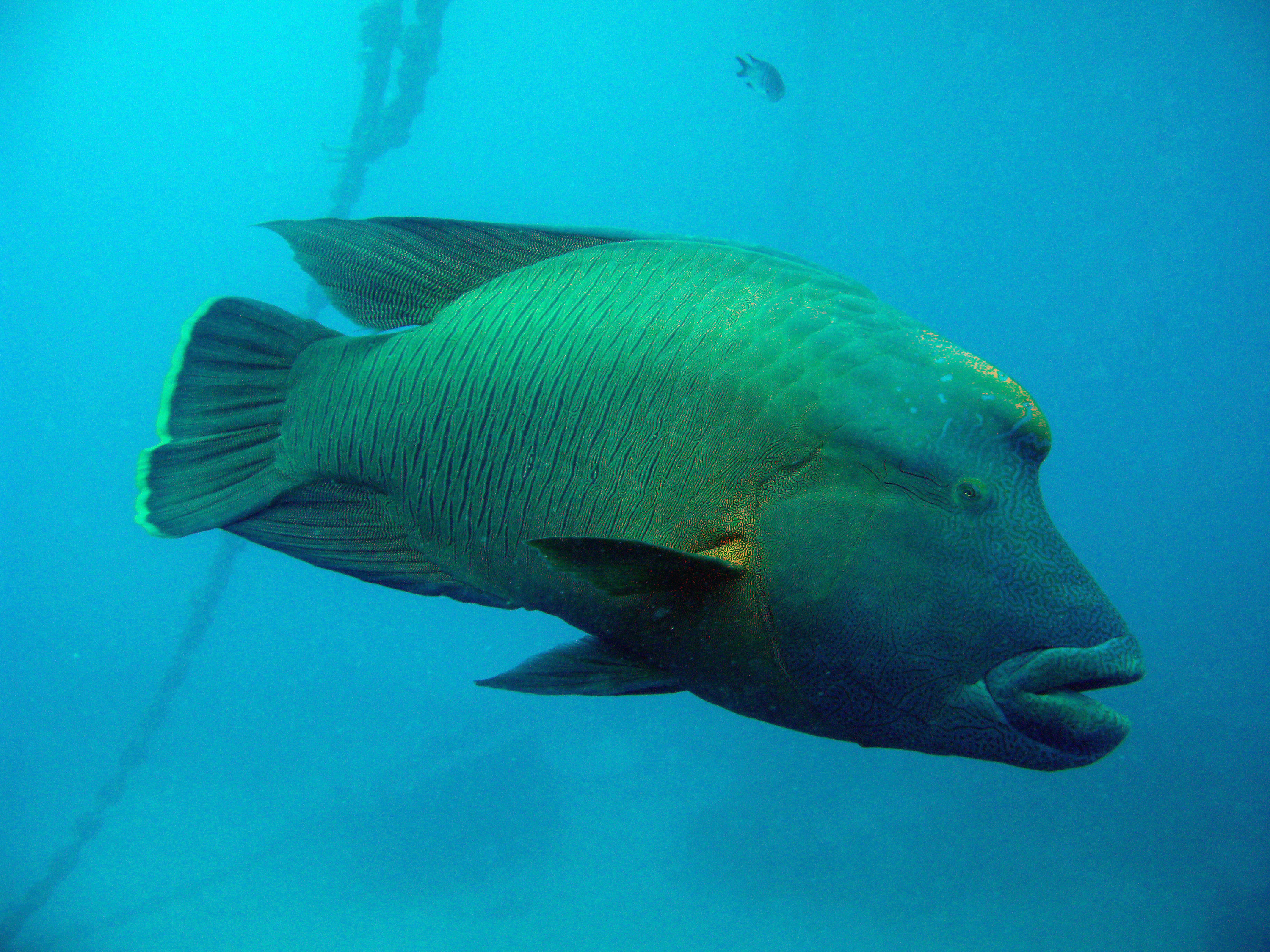 Рыба наполеон. Наполеон рыба красное море. Групер Наполеон. Humphead Wrasse. Wrasse рыба.