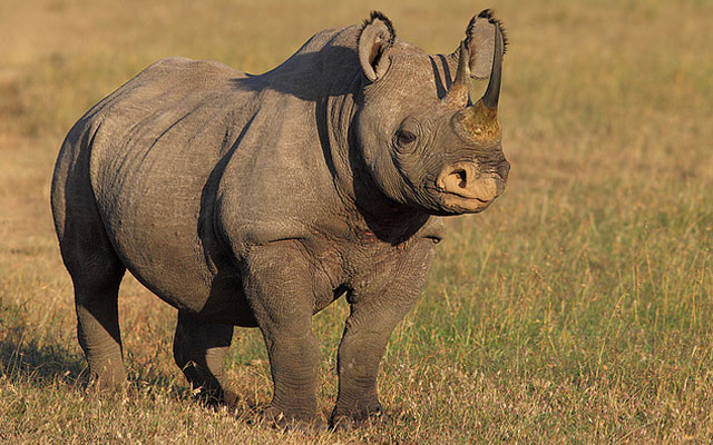 10 Африканских животных, находящихся в опасности
