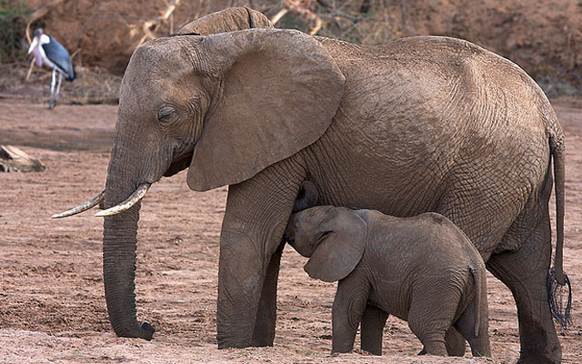 10 Африканских животных, находящихся в опасности