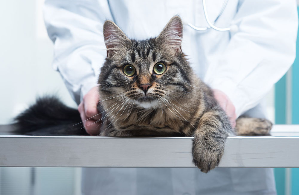 кошка в руках ветеринара