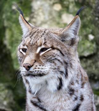 Close-up of a European wild lynx
