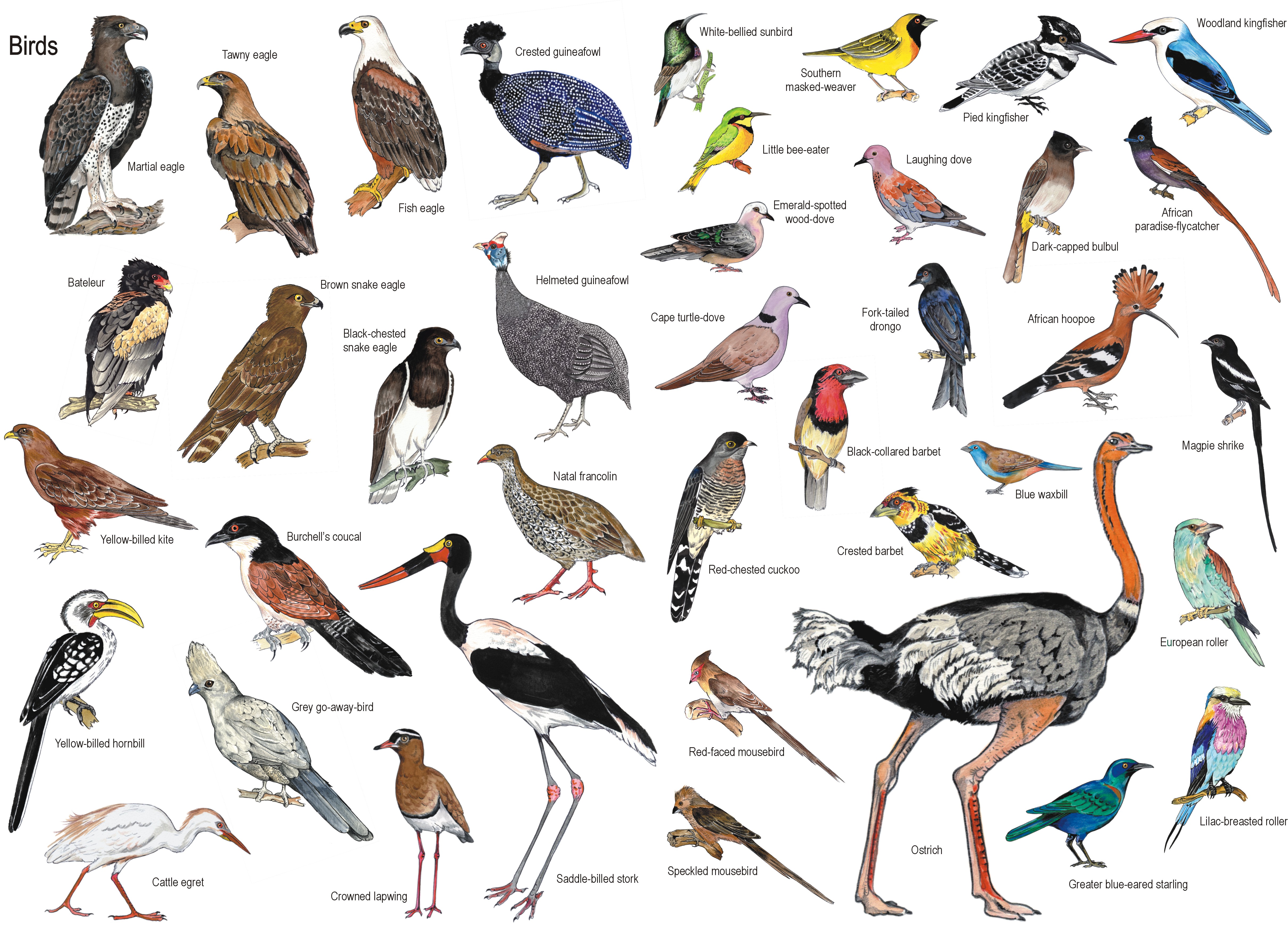 Птицы на букву и названия и фото