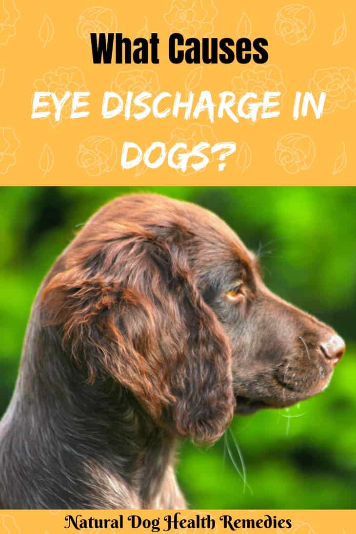 Types of Eye Discharge in Dogs