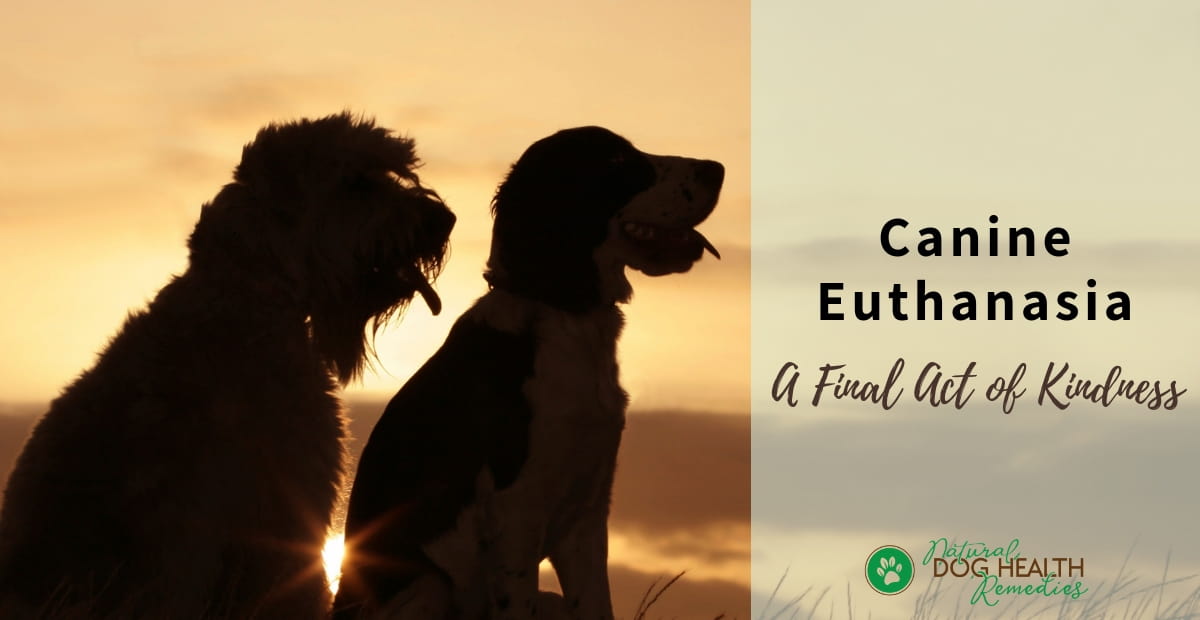 Canine Euthanasia