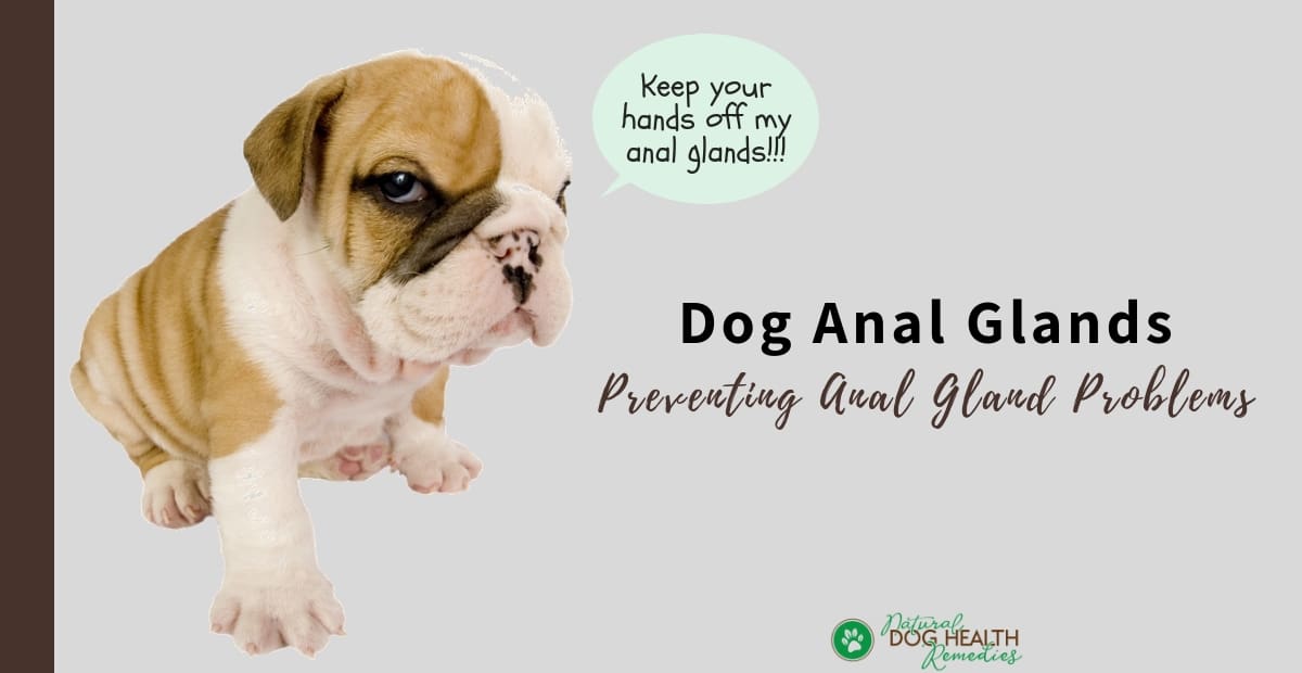 Dog Anal Glands