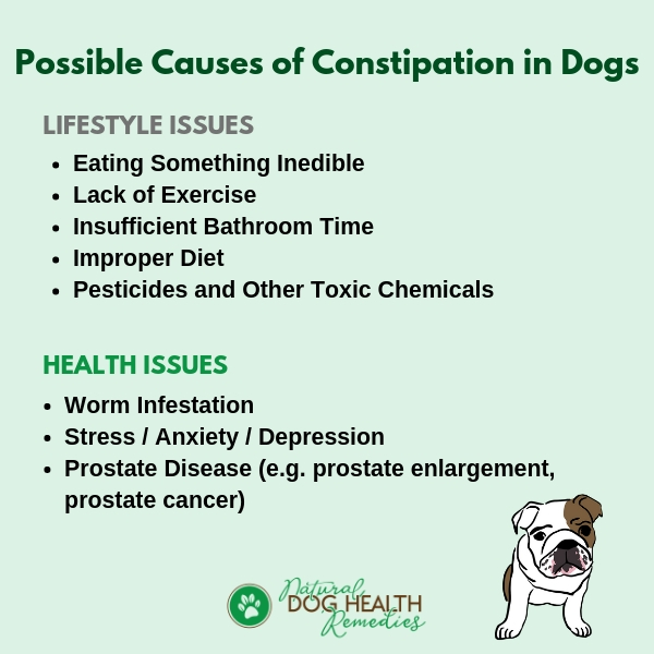 Dog Constipation Causes