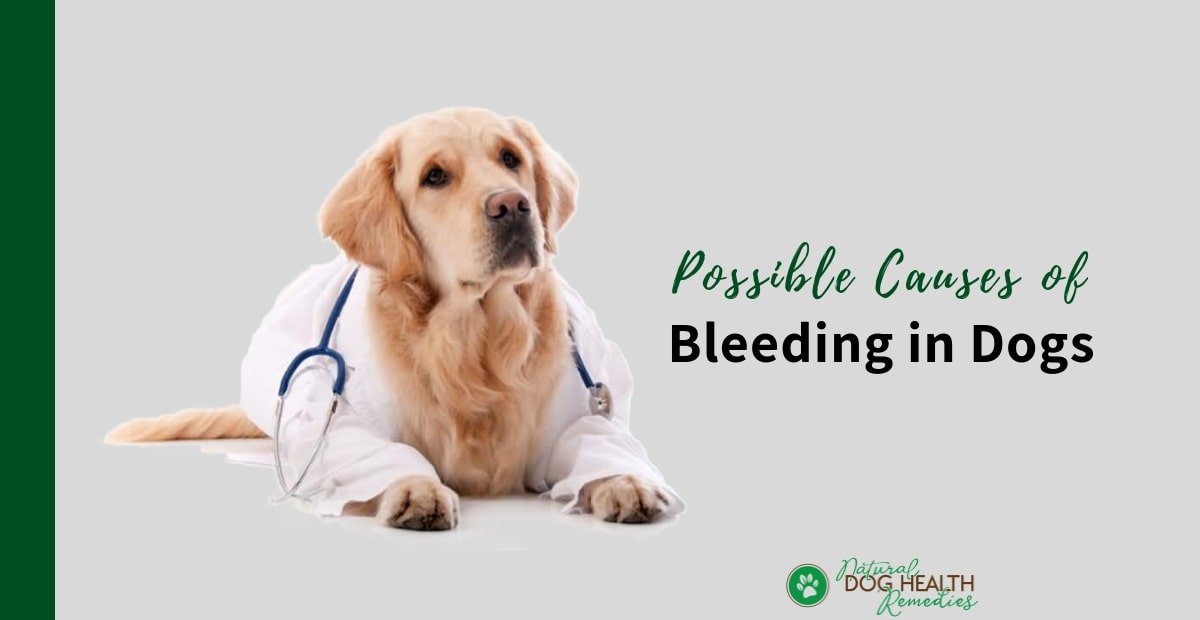 Dog Bleeding