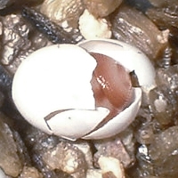 Achatina achatina hatching