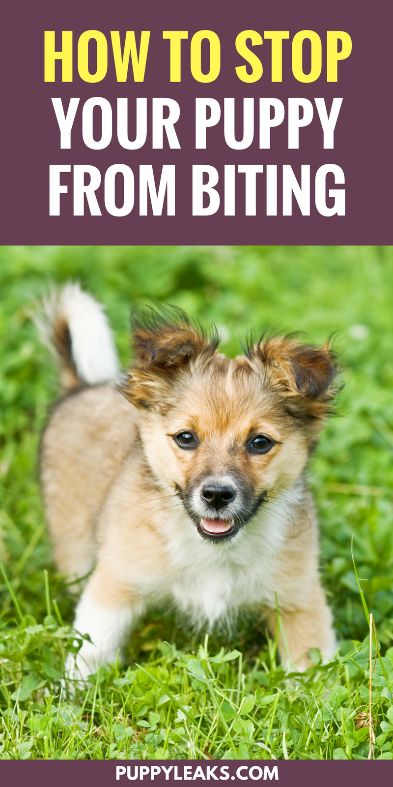 Want to stop your puppy from biting everything? Here