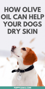 olive oil for dry skin on dog