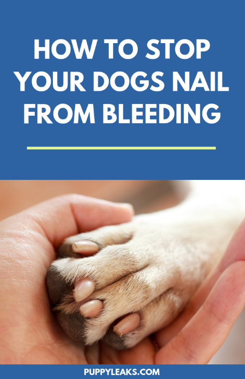 How to stop dog nail bleeding