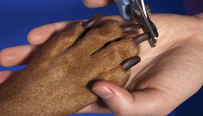 5 Ways to Stop Your Dogs Nail From Bleeding