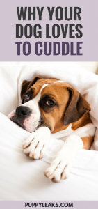 Why Do Dogs Love to Cuddle?