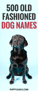 500 Old Fashioned Dog Names