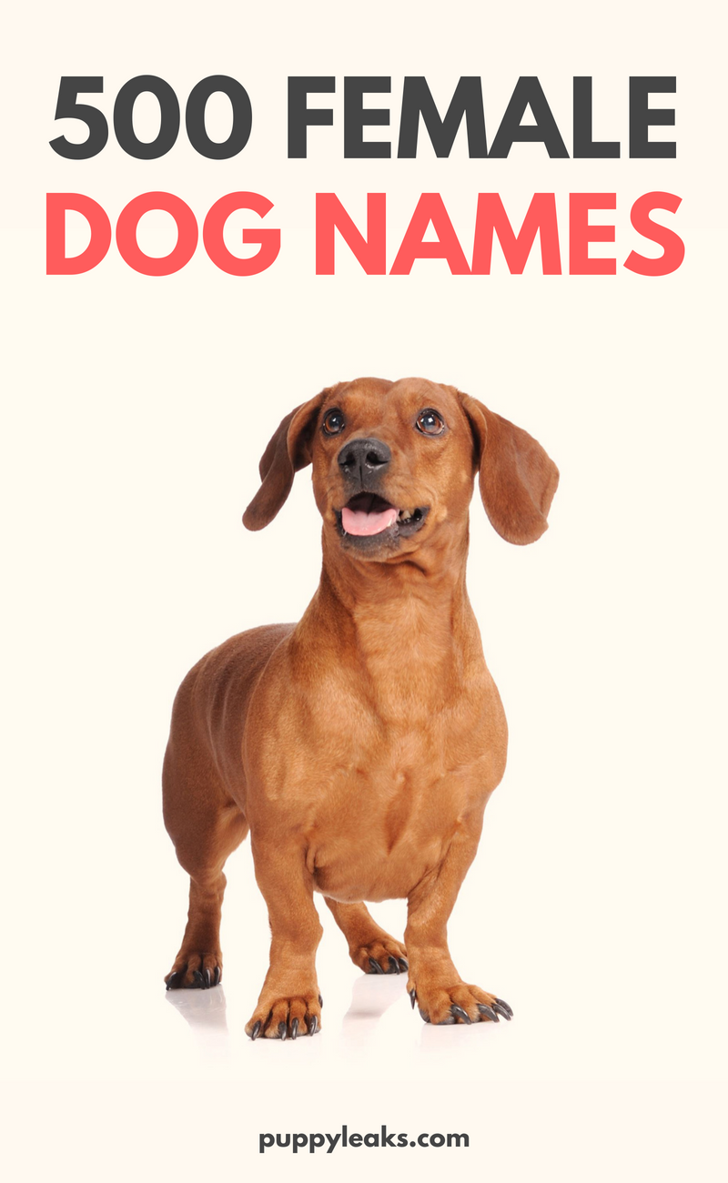 500 Female Dog Names