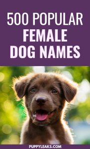 Female dog names