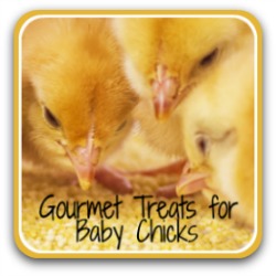 What treats can chicks eat? - link