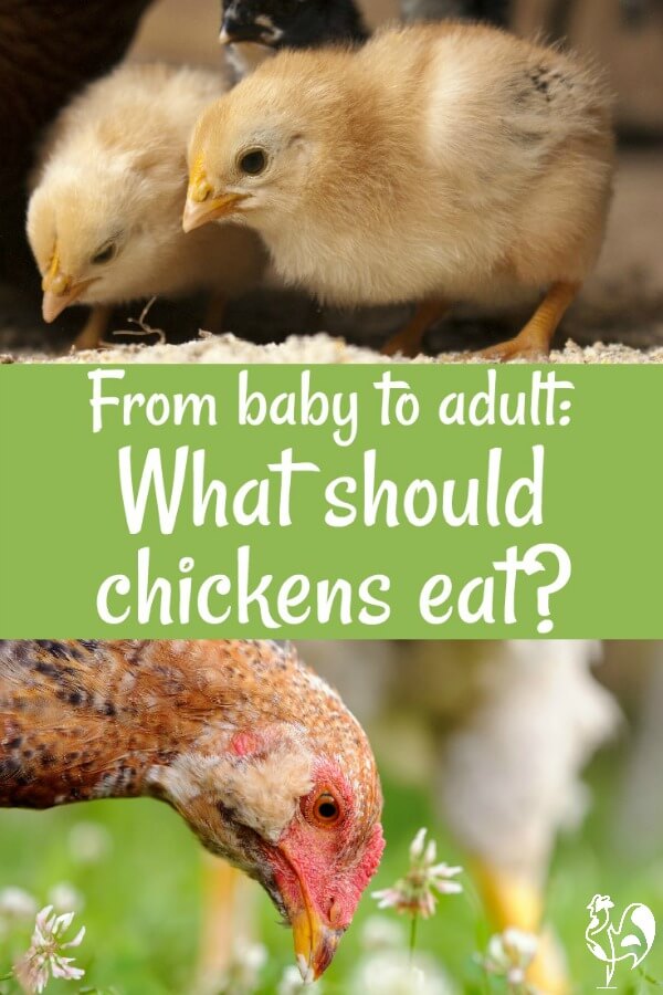 From hatchling to grown-up chicken - what should chickens eat? Different foods for different times of life mean it can be confusing to work out what needs feeding when. Find out the real story here.