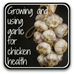 Garlic benefits for chickens - link.