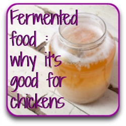 Why ferment food for chickens? - Link.