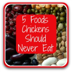 Make sure you know which foods that can kill chickens. Click here!