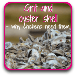 Grit and oyster shell : the facts about why chickens need them. Click here.