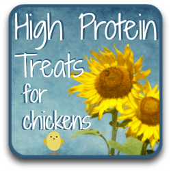 High protein foods for your chickens - link.