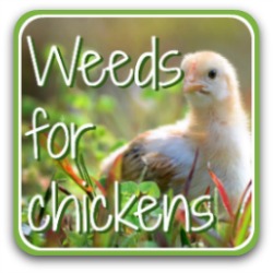 Choosing weeds as chicken treats - link.