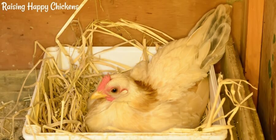 Laying hen in her nest box.
