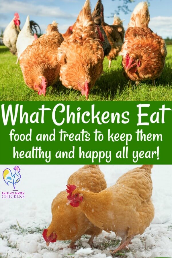 From chick to adult, what food should you give a chicken at different stages of its life? Which treats are healthy and which are asking for trouble? And can you home-make chicken feed? Find out here!
