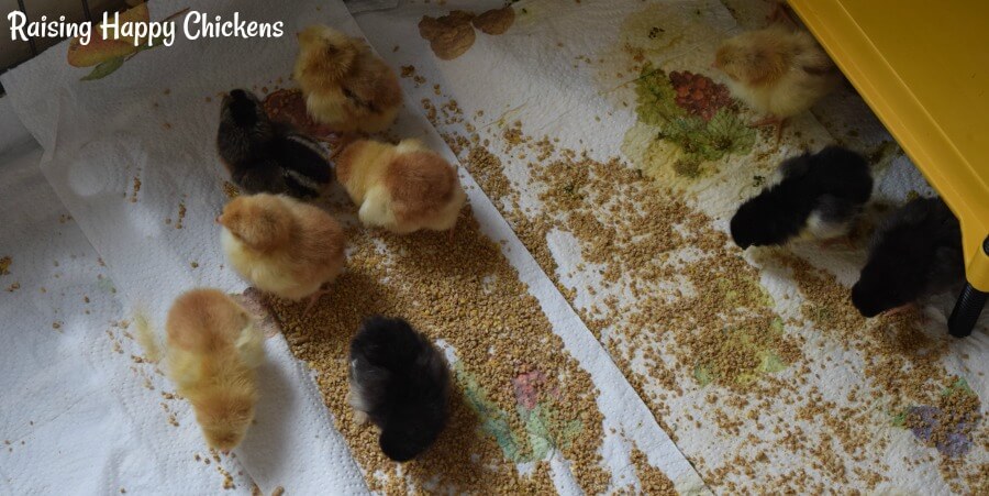 Baby chicks investigate their chick feed in the brooder.