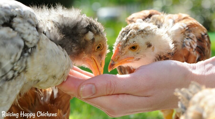 Pullets looking like baby dinosaurs.