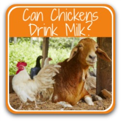 Can chickens drink milk? Link.