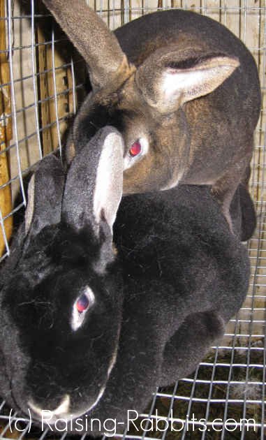Buck and doe rabbit in the act of mating