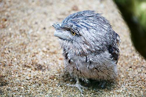 How to photograph animals. Baby bird photo