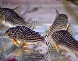 аквариумные рыбки сомики анциструсы