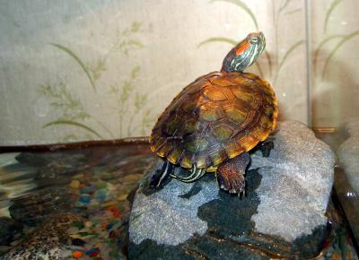 сколько живут черепахи домашние 