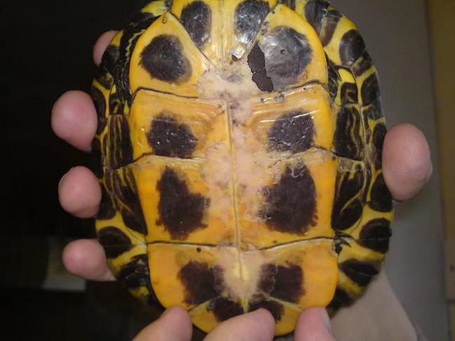 Болезни красноухих черепах симптомы и лечение фото