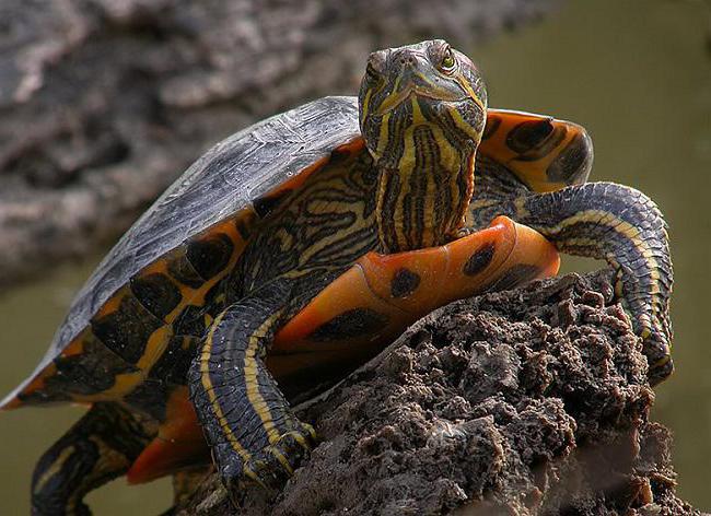 Красноухая черепаха болезни фото