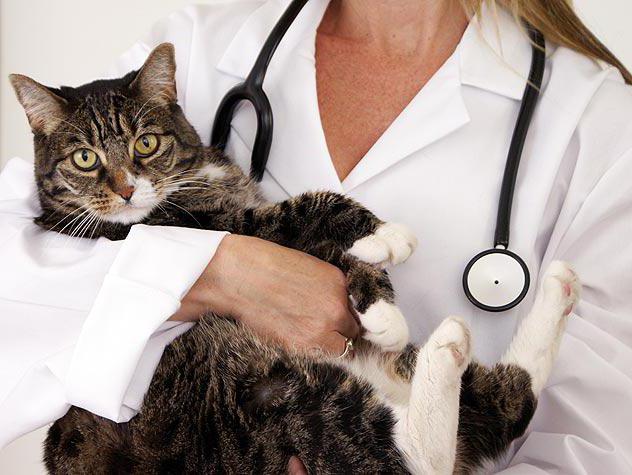  вакцина мультифел 4 для кошек инструкция 