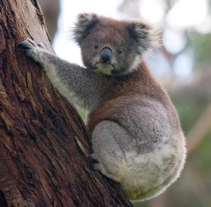 коала животное