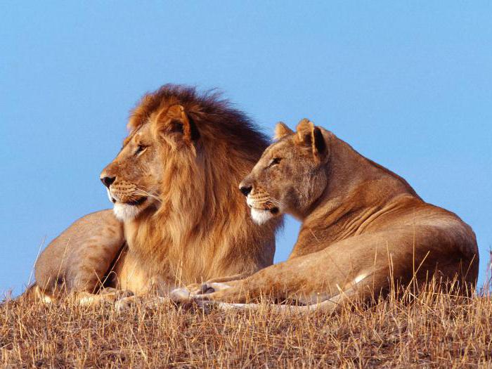 почему лев царь зверей