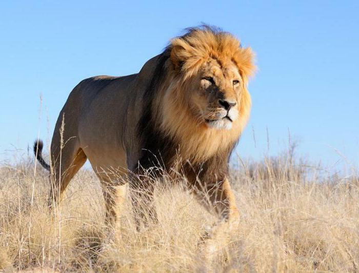 лев животное